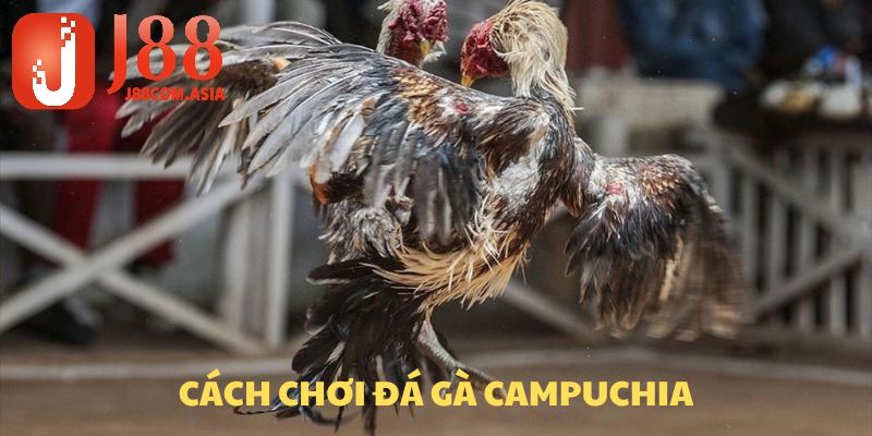 Cách chơi đá gà Campuchia.