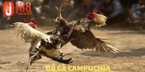 Đá Gà Campuchia - Mãn Nhãn Với Từng Trận Đấu Kịch Tính