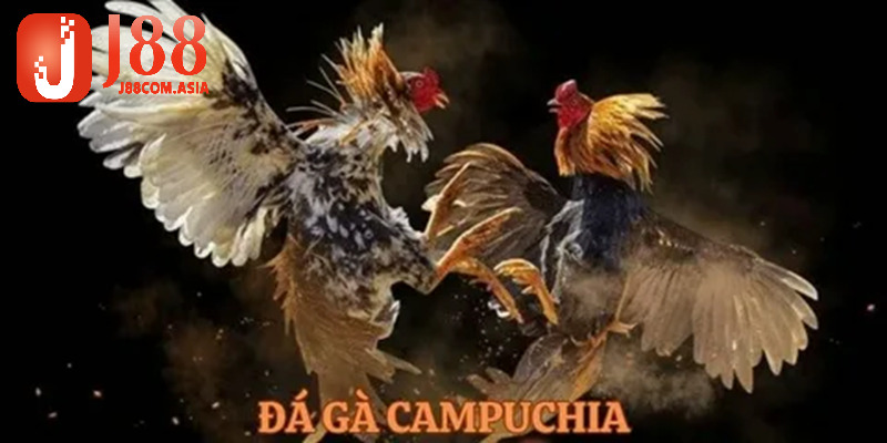 Mẹo chơi đá gà Campuchia.
