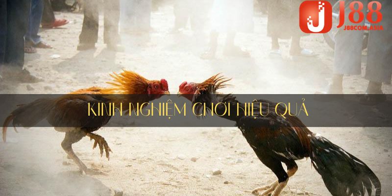 Kinh nghiệm chơi đá gà J88 hiệu quả